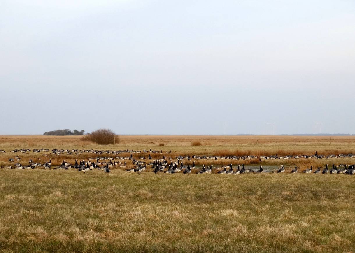 Wildgänse auf einer Wiese