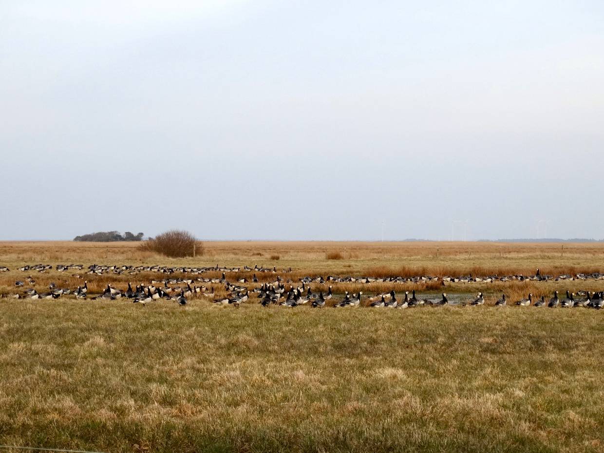 Wildgänse auf einer Wiese