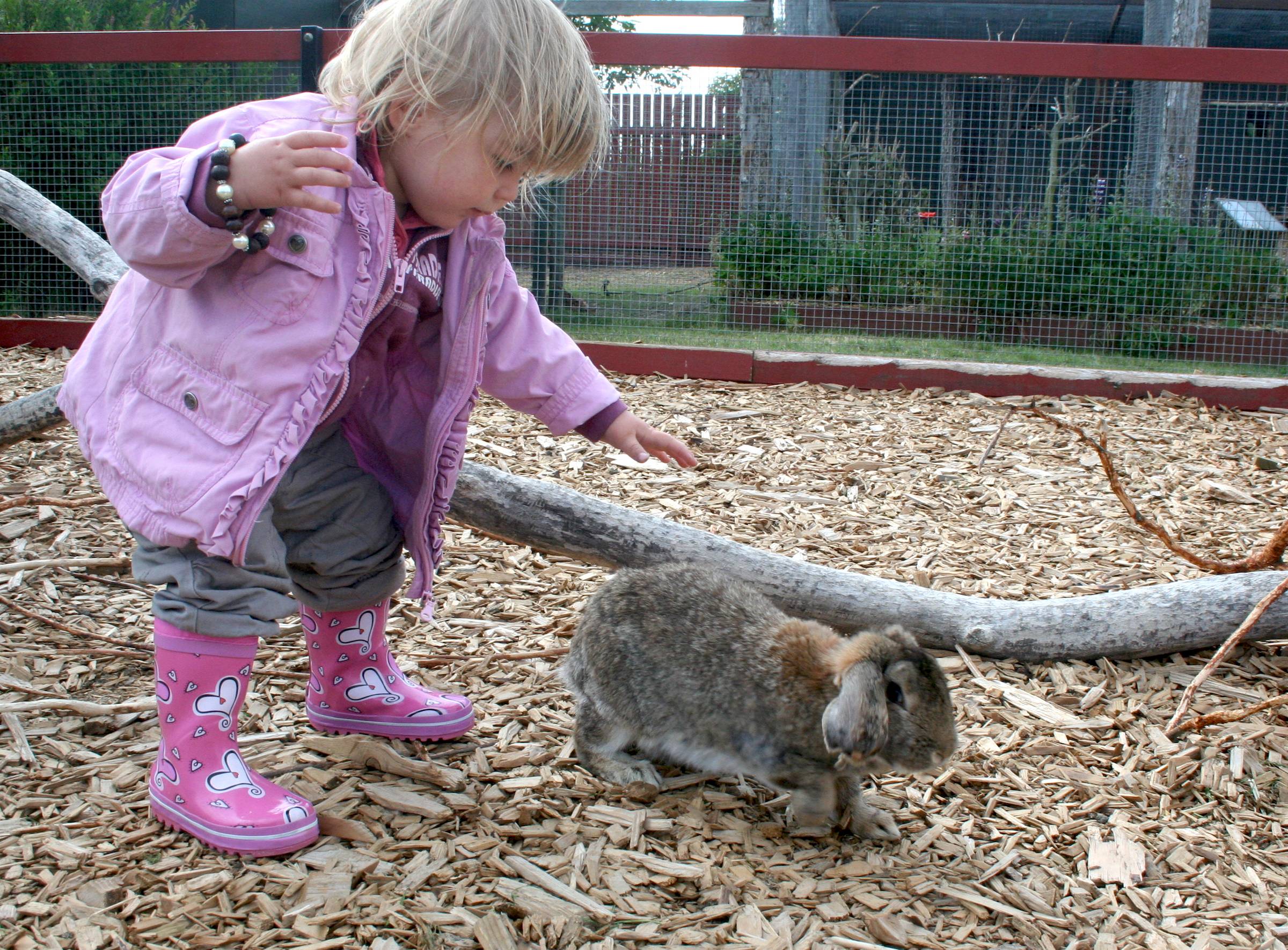 Kleines Kind streichelt ein Kaninchen