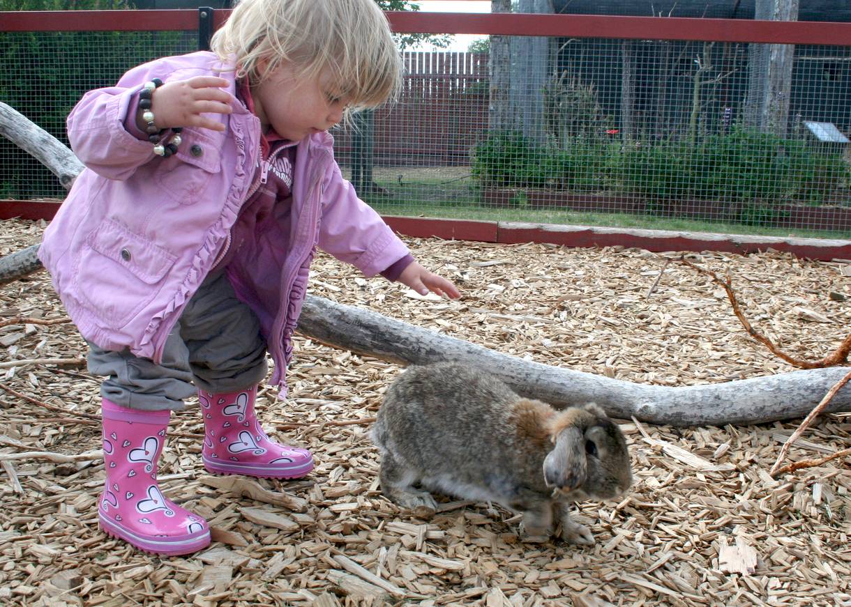 Kleines Kind streichelt ein Kaninchen