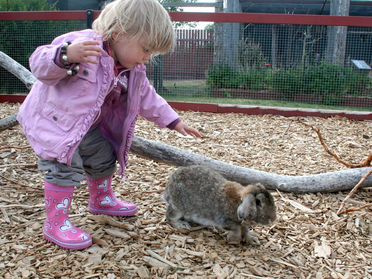 Kleines Kind streichelt ein Kaninchen