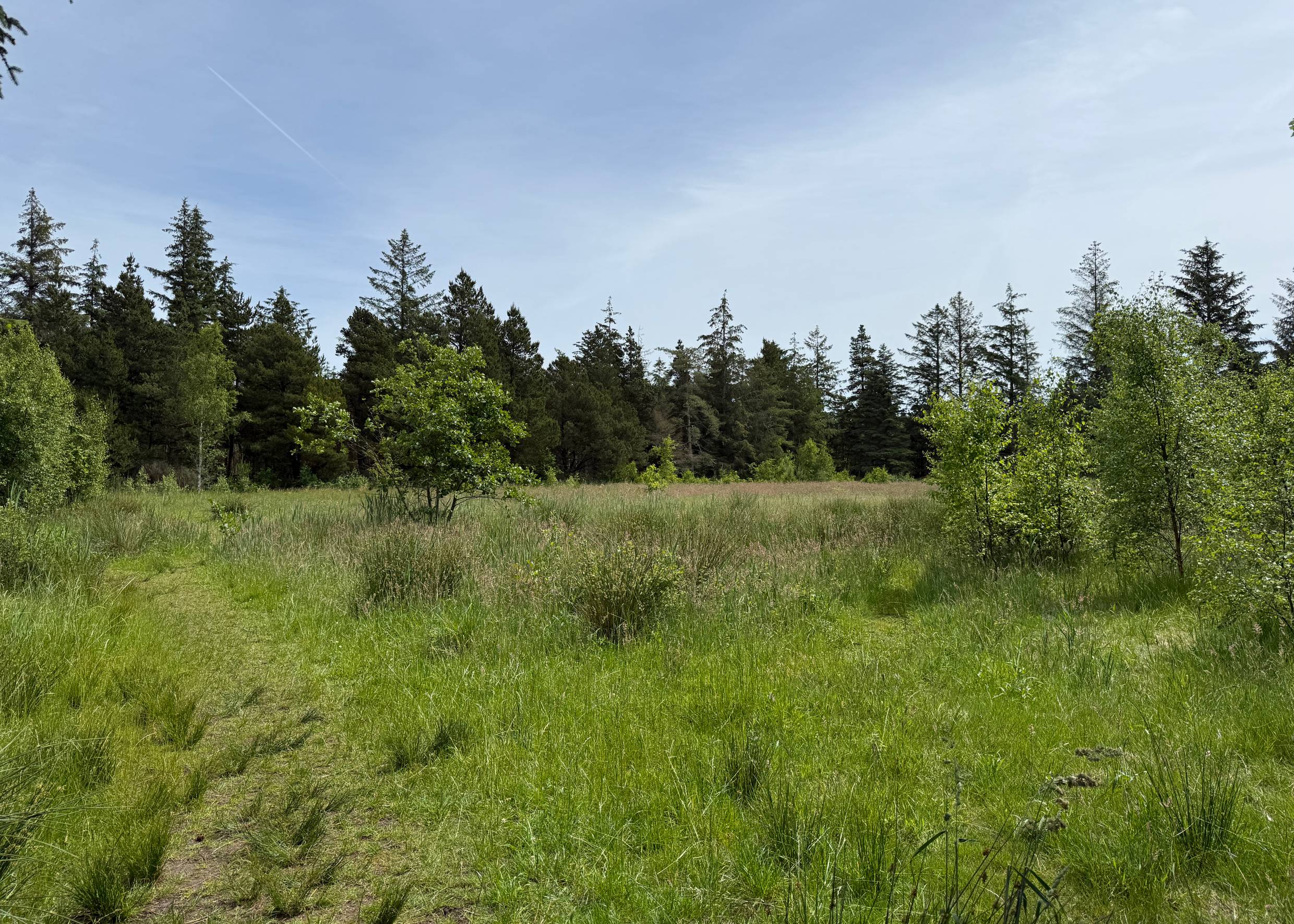Waldweg mit Heide und hohen Kiefern