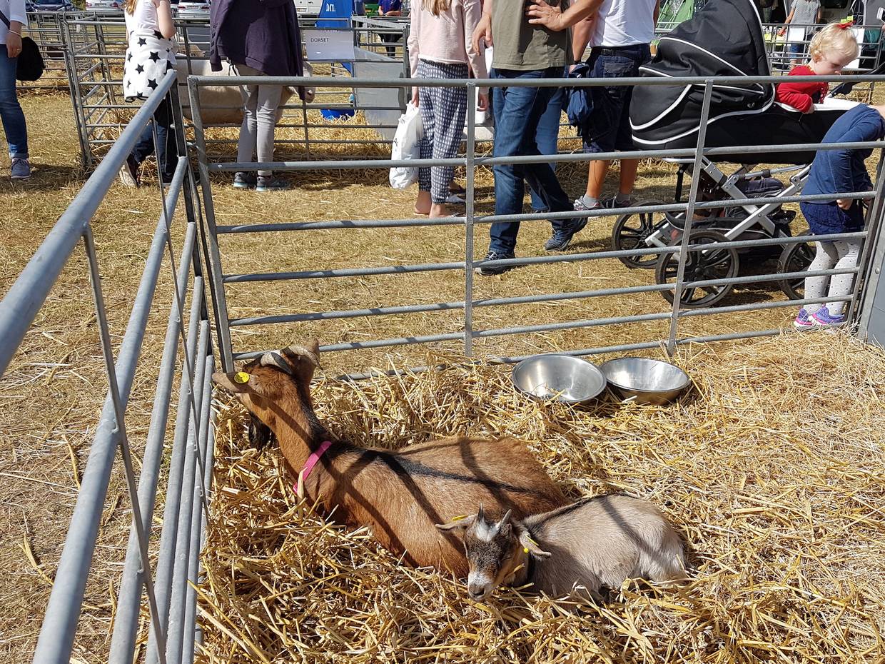Kleine Ziegen in einem Gehege auf dem Faaremarked