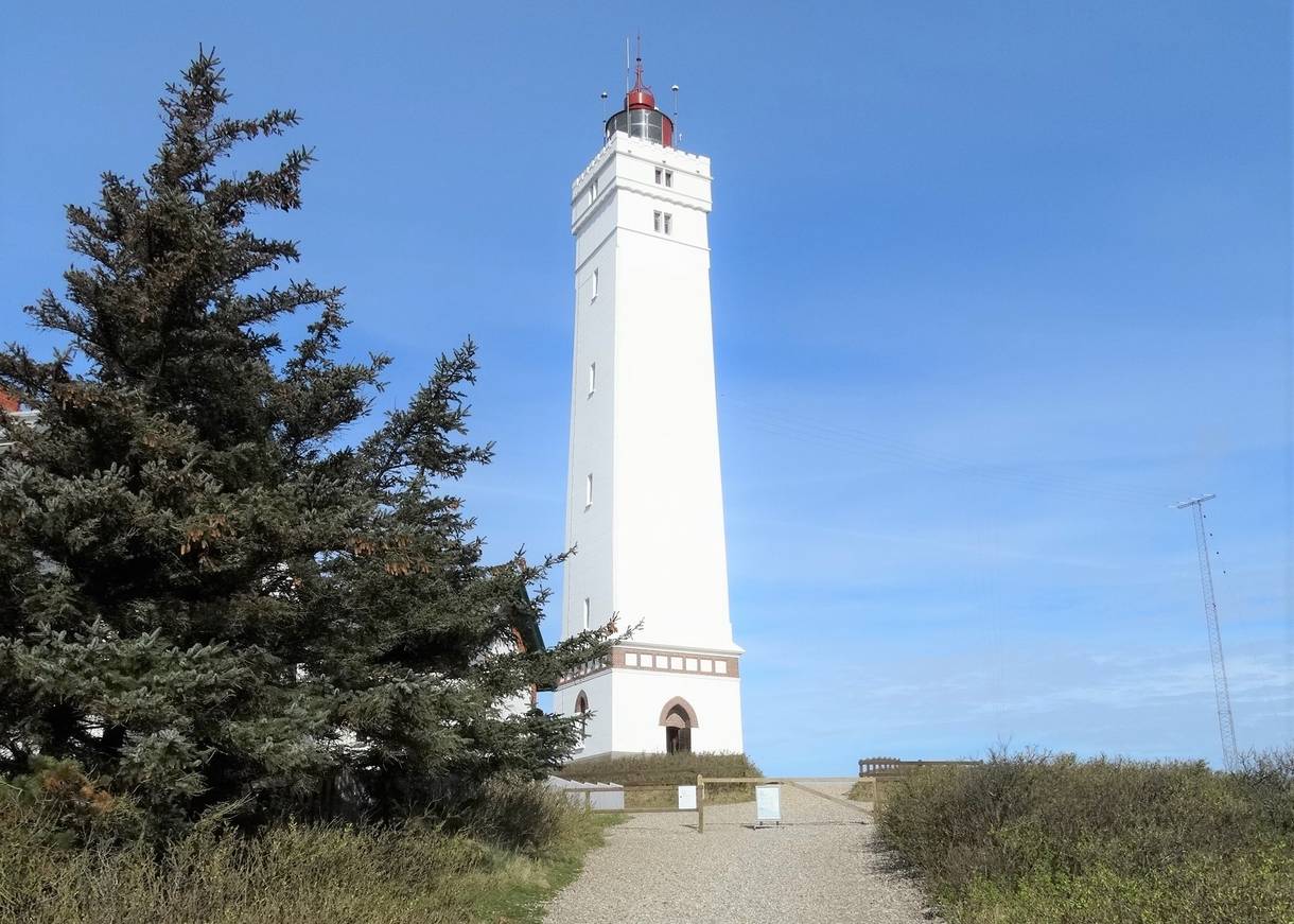 Weißer Leuchtturm in Westjütland, daneben ein dichter Nadelbaum