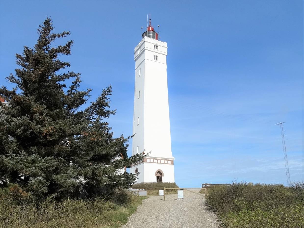 Weißer Leuchtturm in Westjütland, daneben ein dichter Nadelbaum