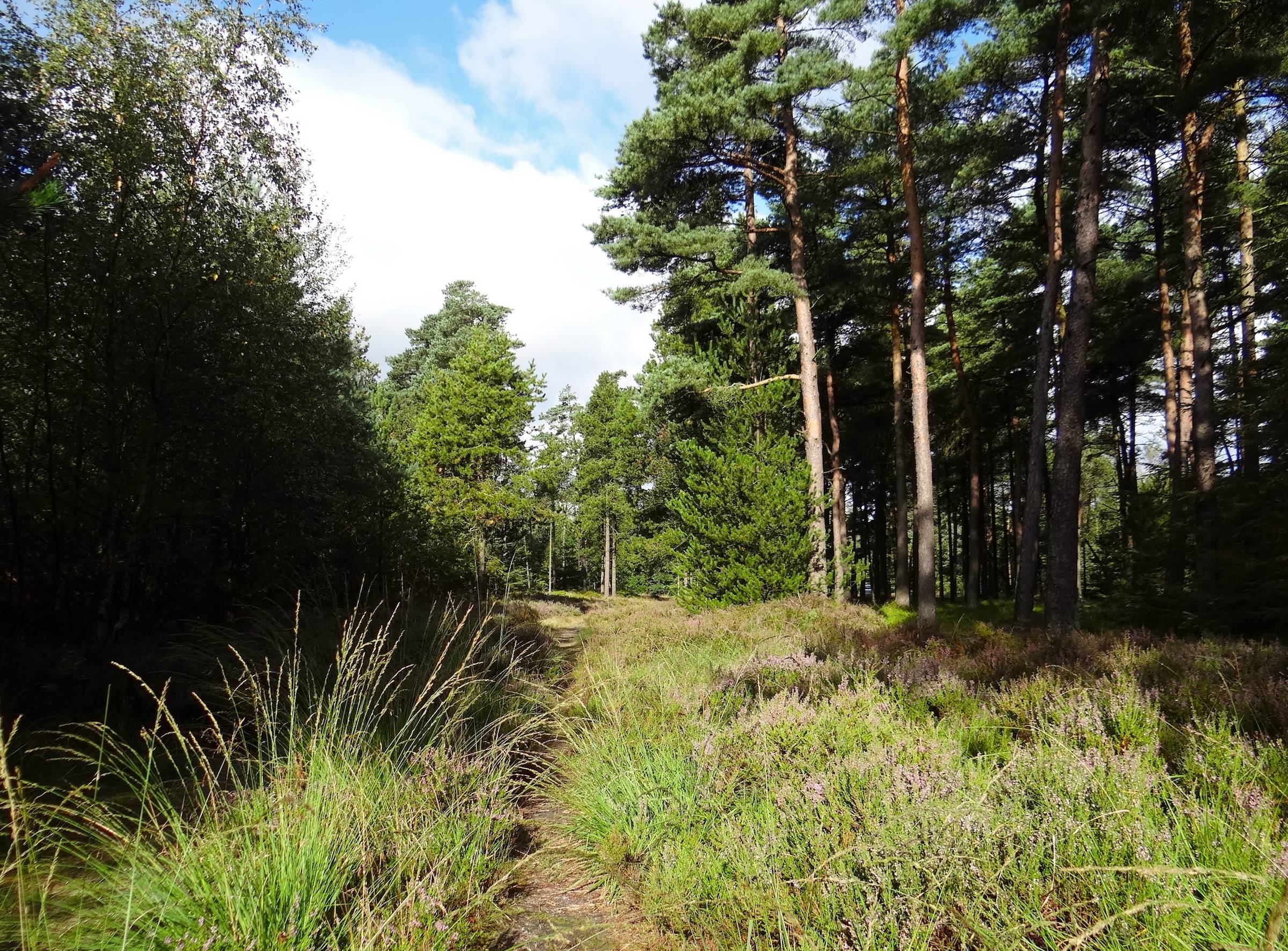 Waldweg mit Heide und hohen Kiefern