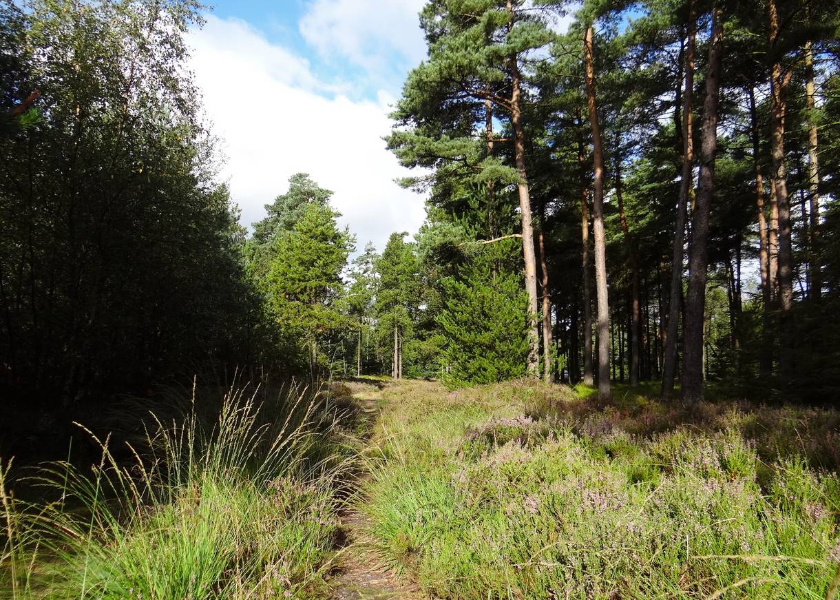 Waldweg mit Heide und hohen Kiefern