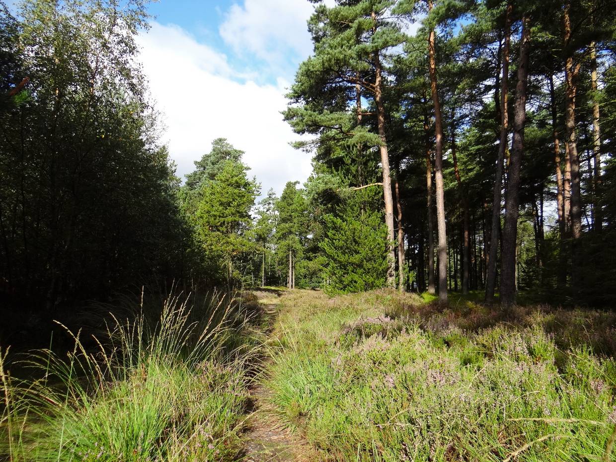 Waldweg mit Heide und hohen Kiefern