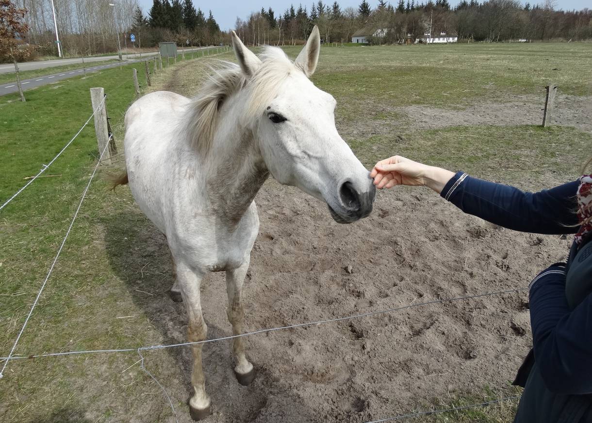 Weißes Pferd auf der Weise lässt sich streicheln