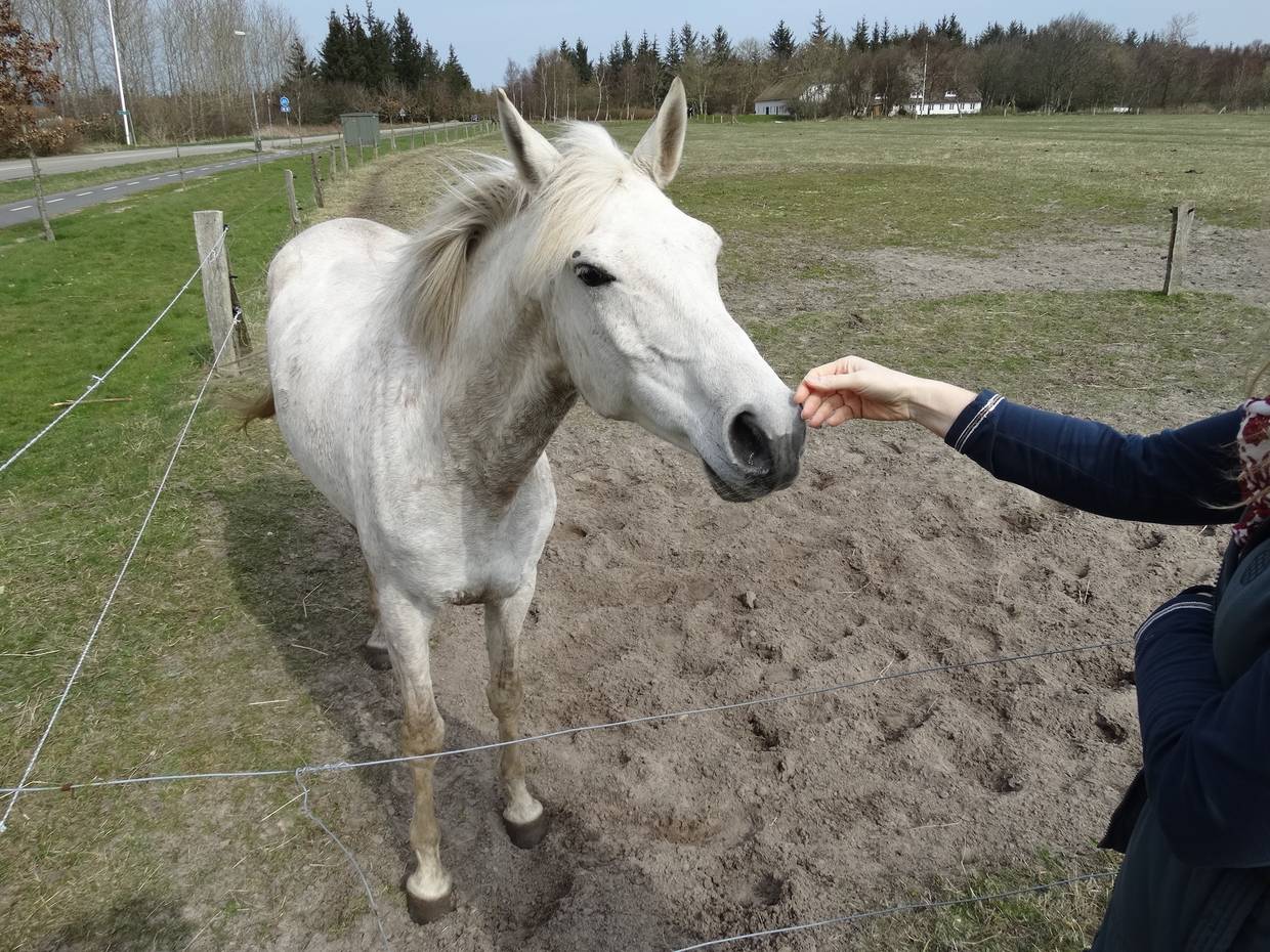 Weißes Pferd auf der Weise lässt sich streicheln