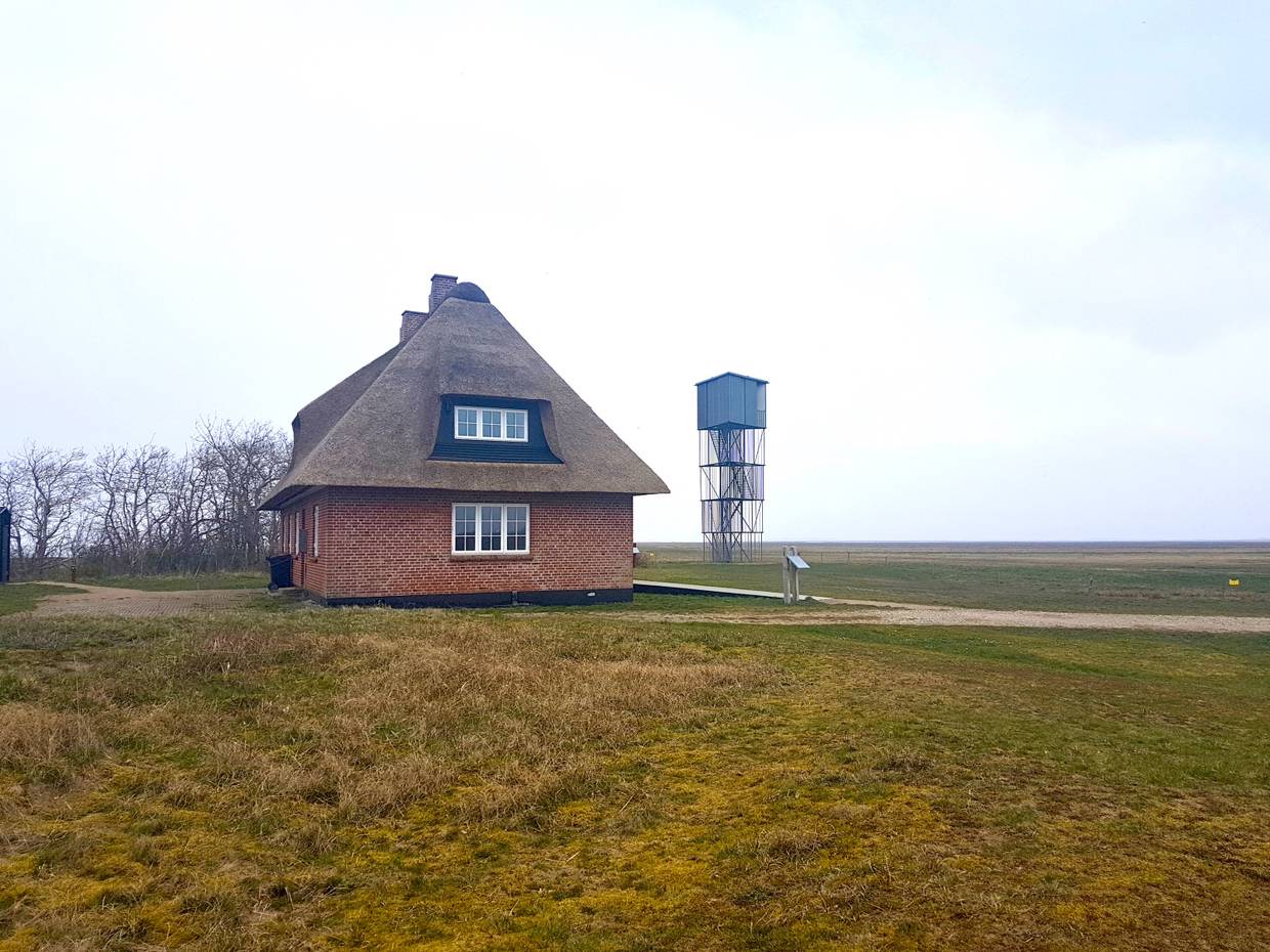 Reetdachhaus und ein Aussichtsturm auf eienr Wiese bei leichtem Nebel