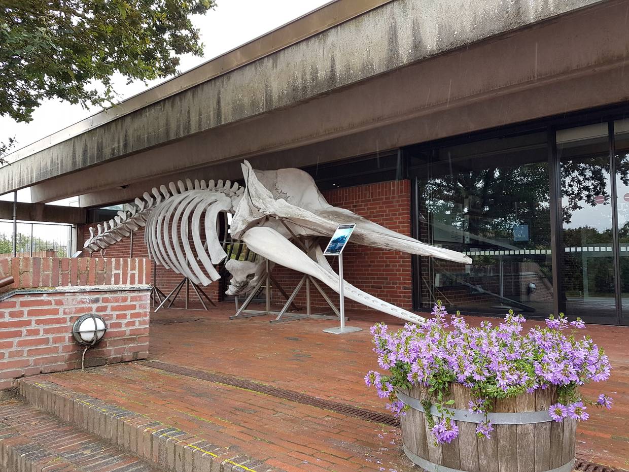 Vor dem Eingang zum Fischereimuseum steht ein Walskelett