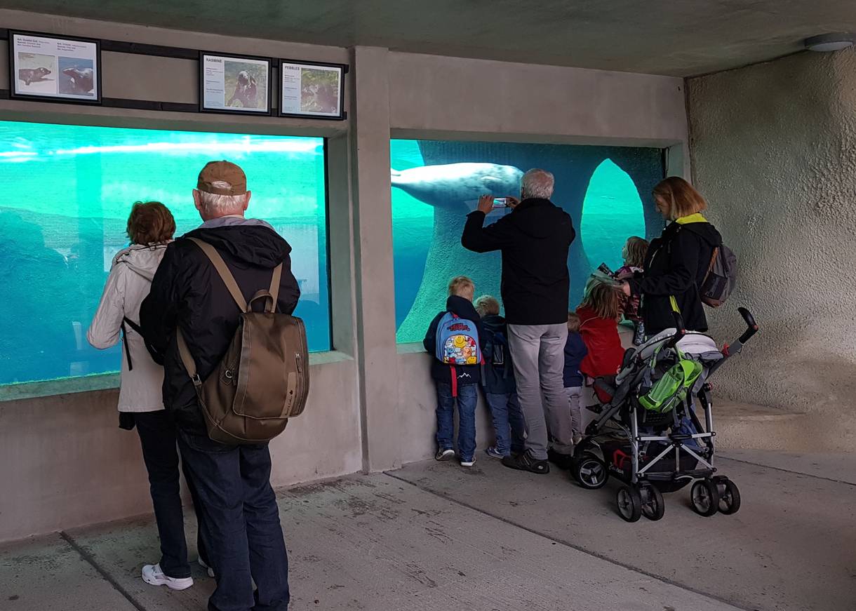 Besucher mit Kindern vor einer Glaswand zum Seehundbecken