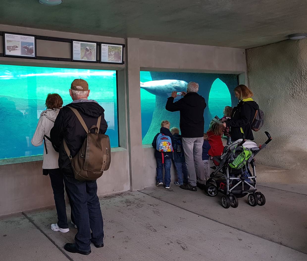 Besucher mit Kindern vor einer Glaswand zum Seehundbecken