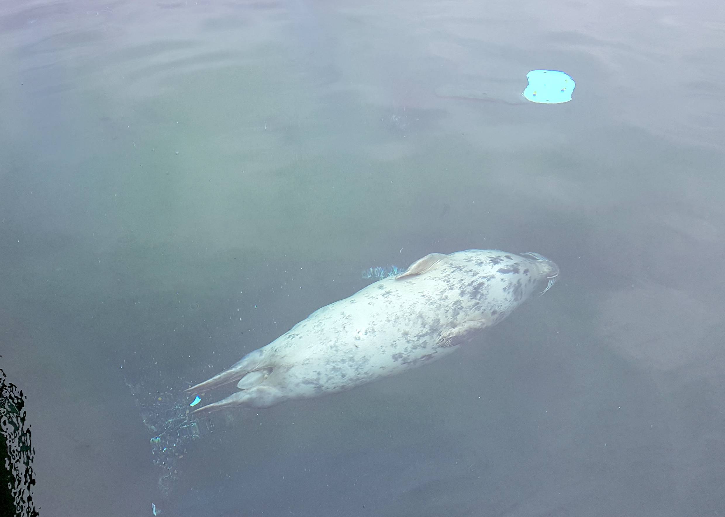 Schwimmende Robbe in einem Wasserbassin