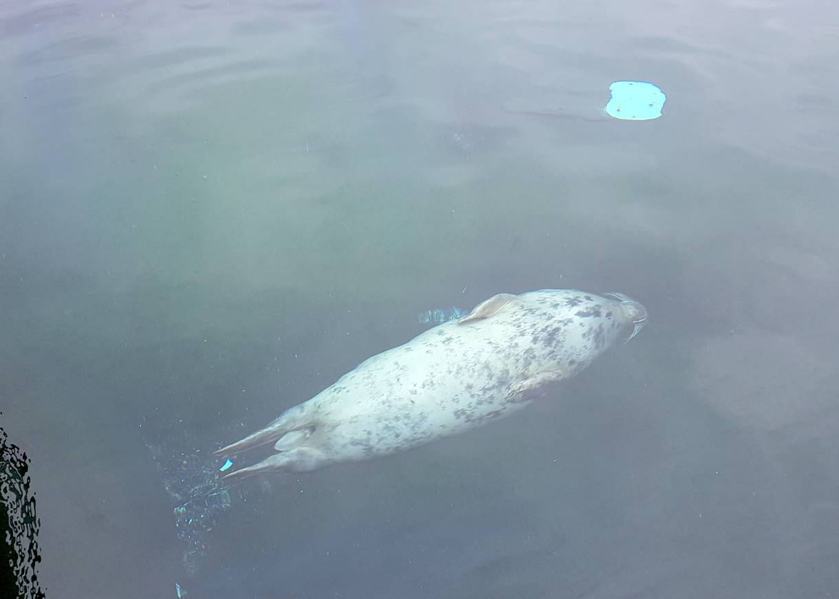 Schwimmende Robbe in einem Wasserbassin