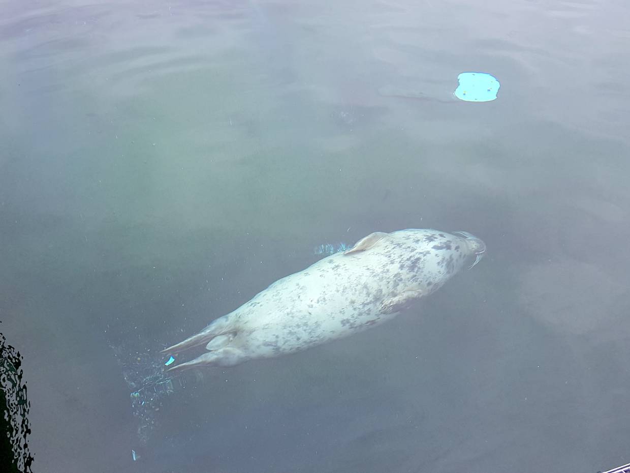 Schwimmende Robbe in einem Wasserbassin
