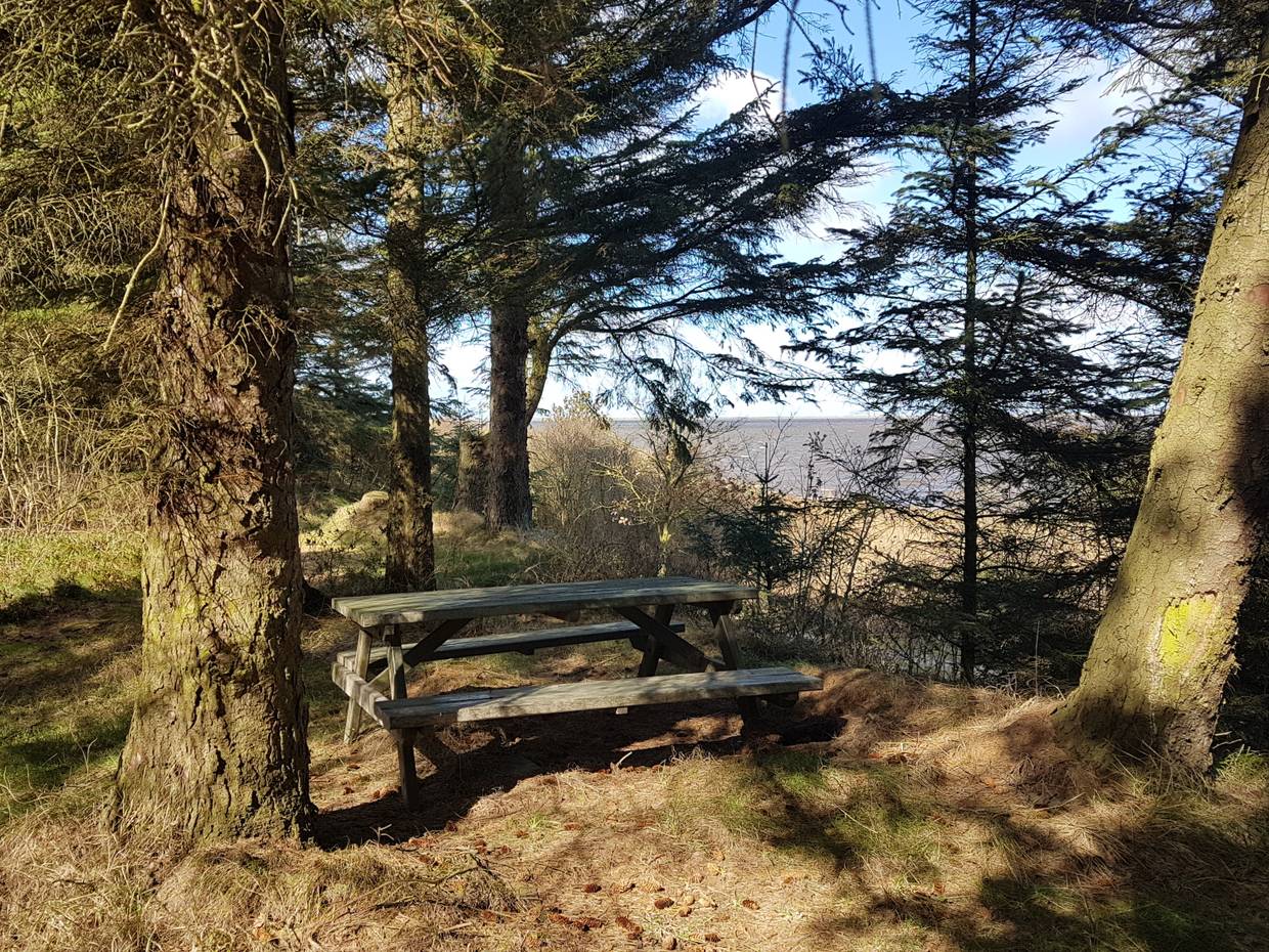 Picknickplatz unter Tannen am Fjordufer