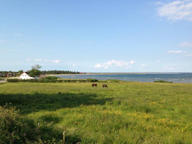 Weide mit Pferden am Limfjord in Gjellerodde