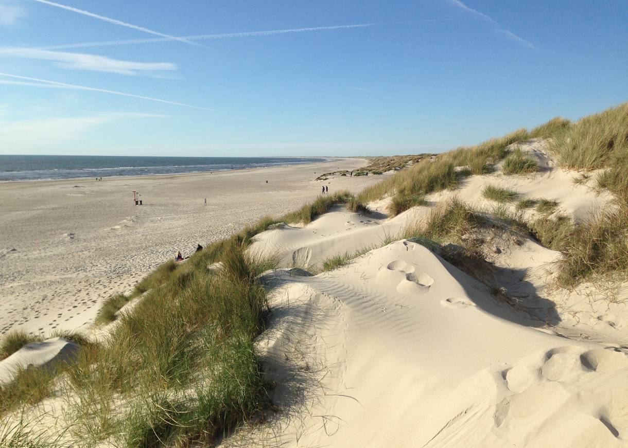 Blick über Dünen und Strand an der Nordsee in Dänemark