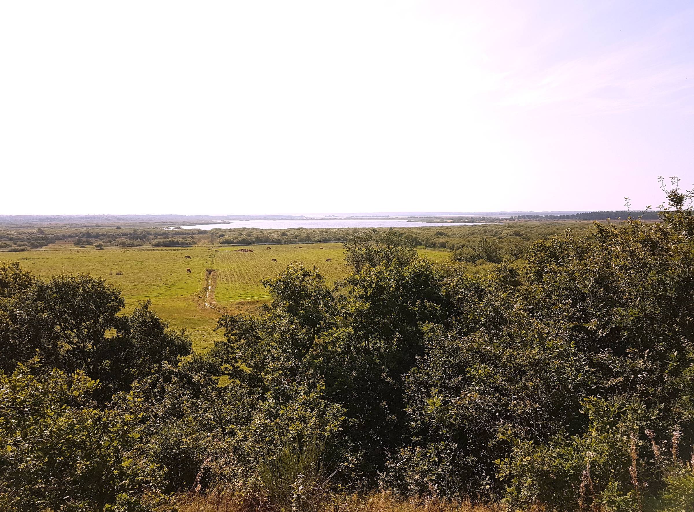 Aussicht über Viehweiden zum See