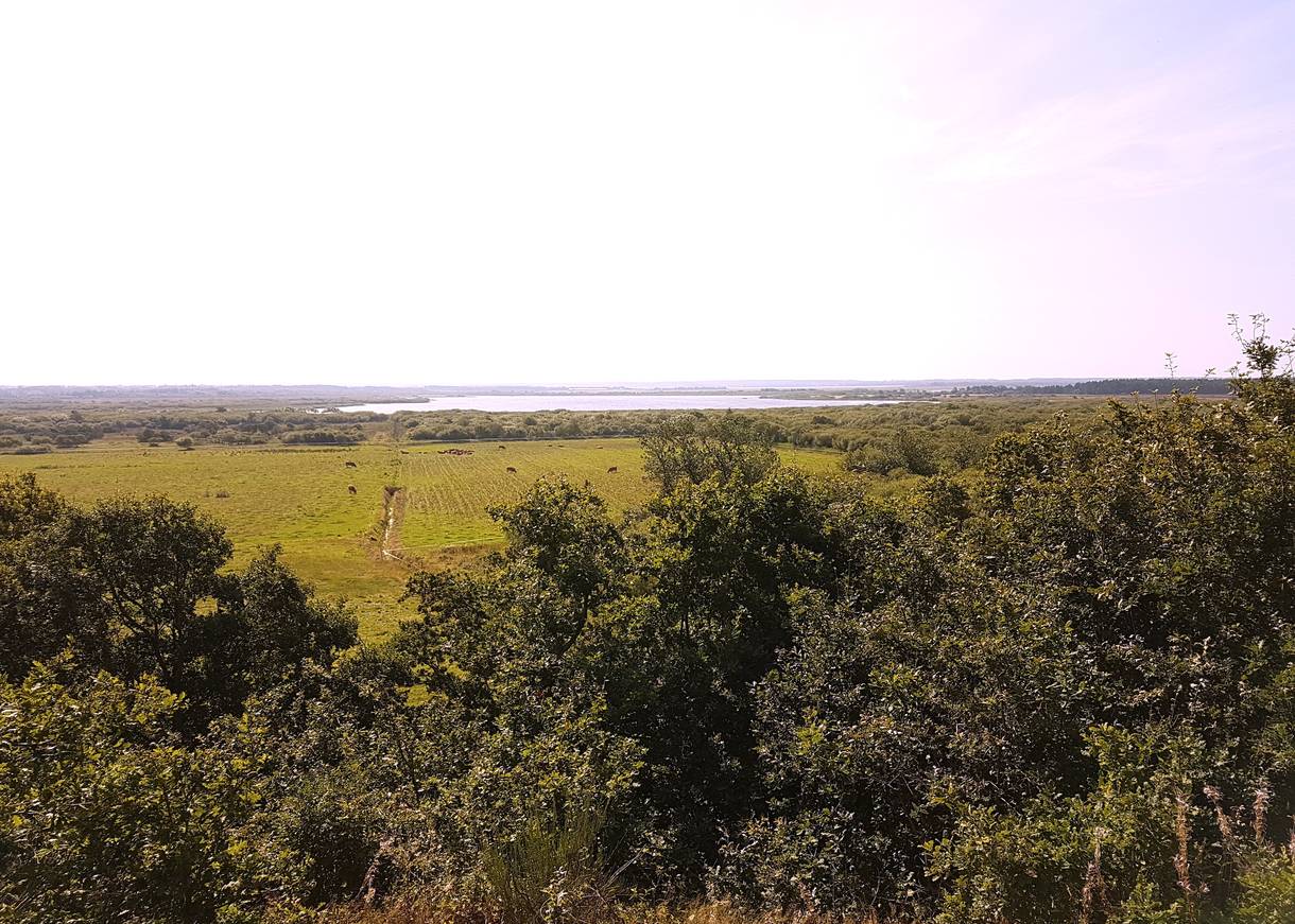 Aussicht über Viehweiden zum See