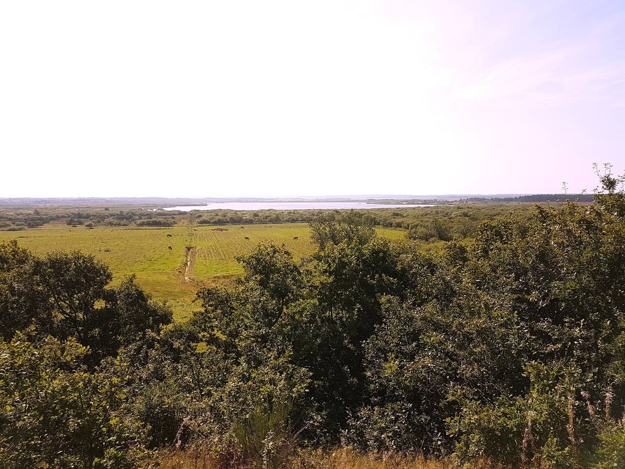 Aussicht über Viehweiden zum See