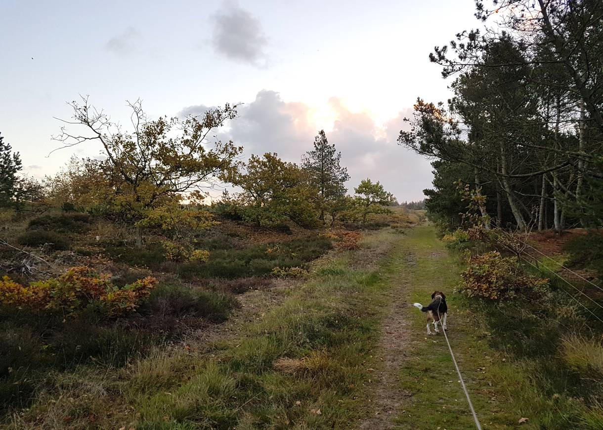 Hund an der Leine auf einem Waldweg