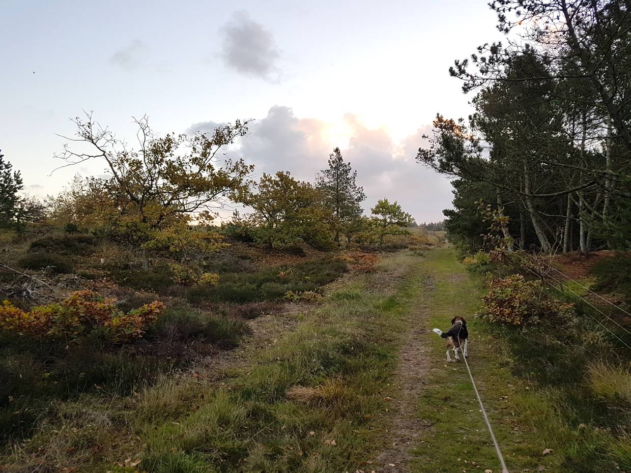 Hund an der Leine auf einem Waldweg