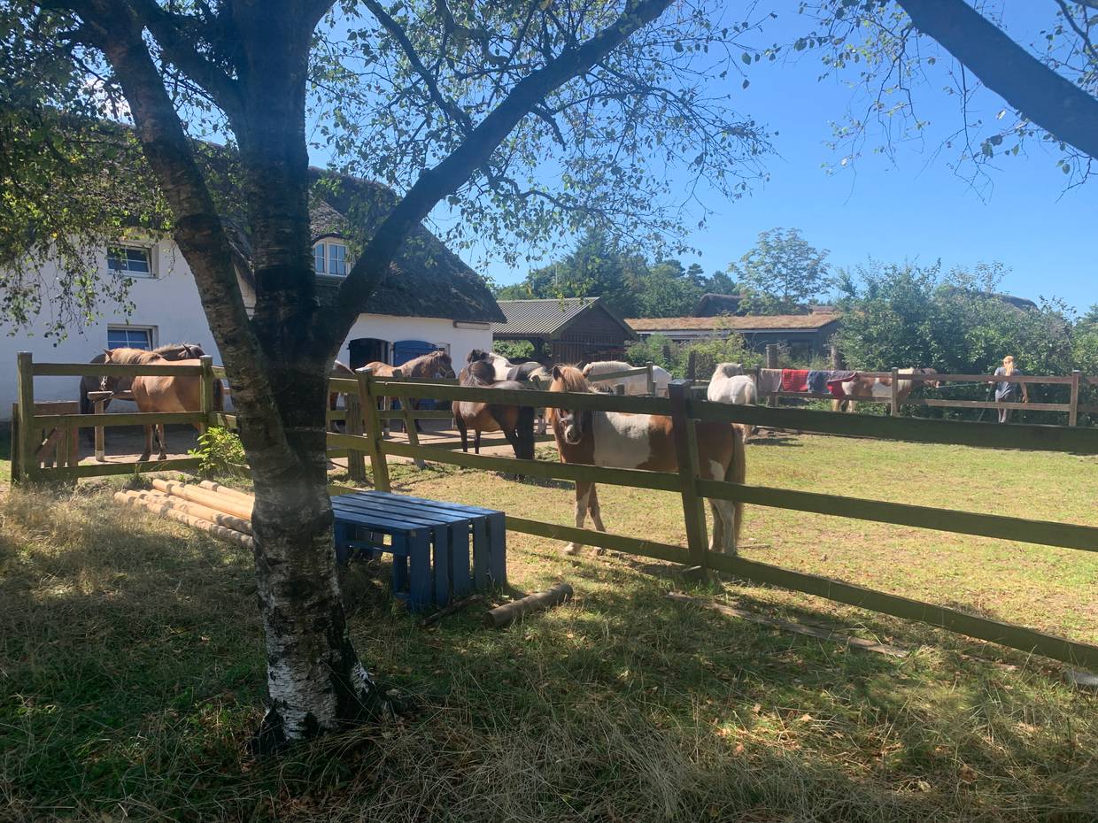 Blick auf ein Reetdachhaus und Pferde, die davor grasen