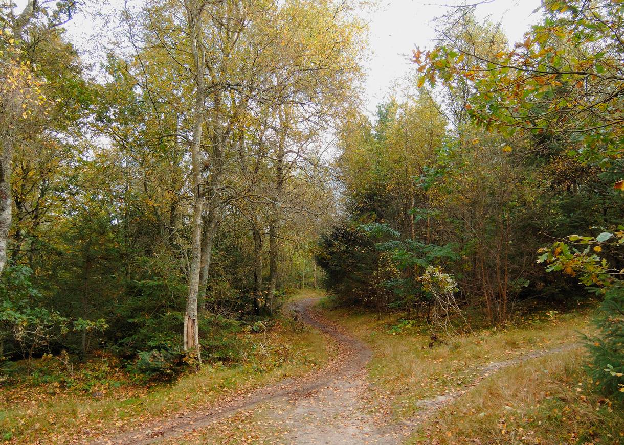 Waldweg im Herbst mit buntem Laub