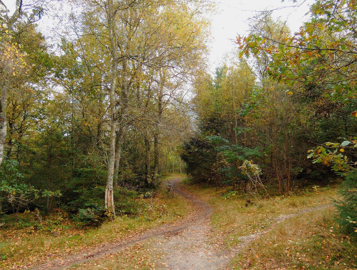 Waldweg im Herbst mit buntem Laub