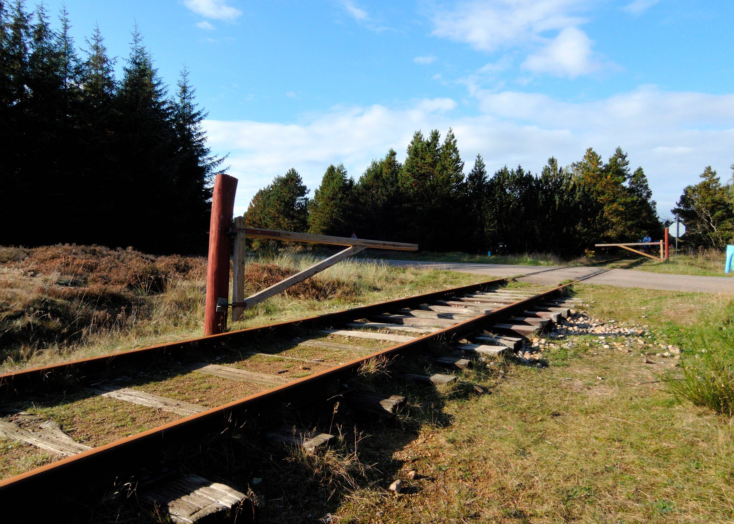Bahnschienen durch ein Waldgebiet