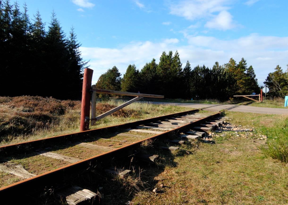 Bahnschienen durch ein Waldgebiet