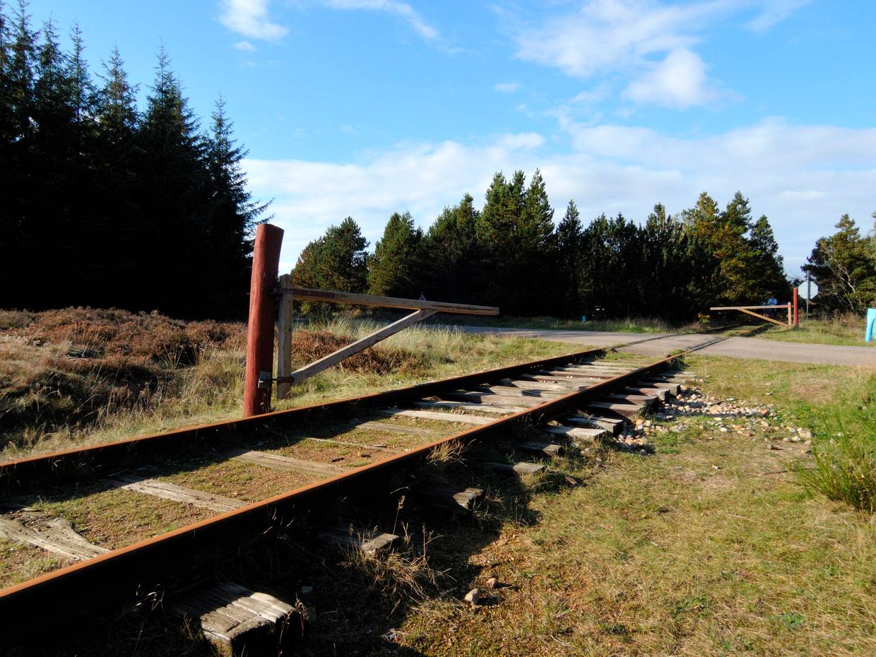 Bahnschienen durch ein Waldgebiet