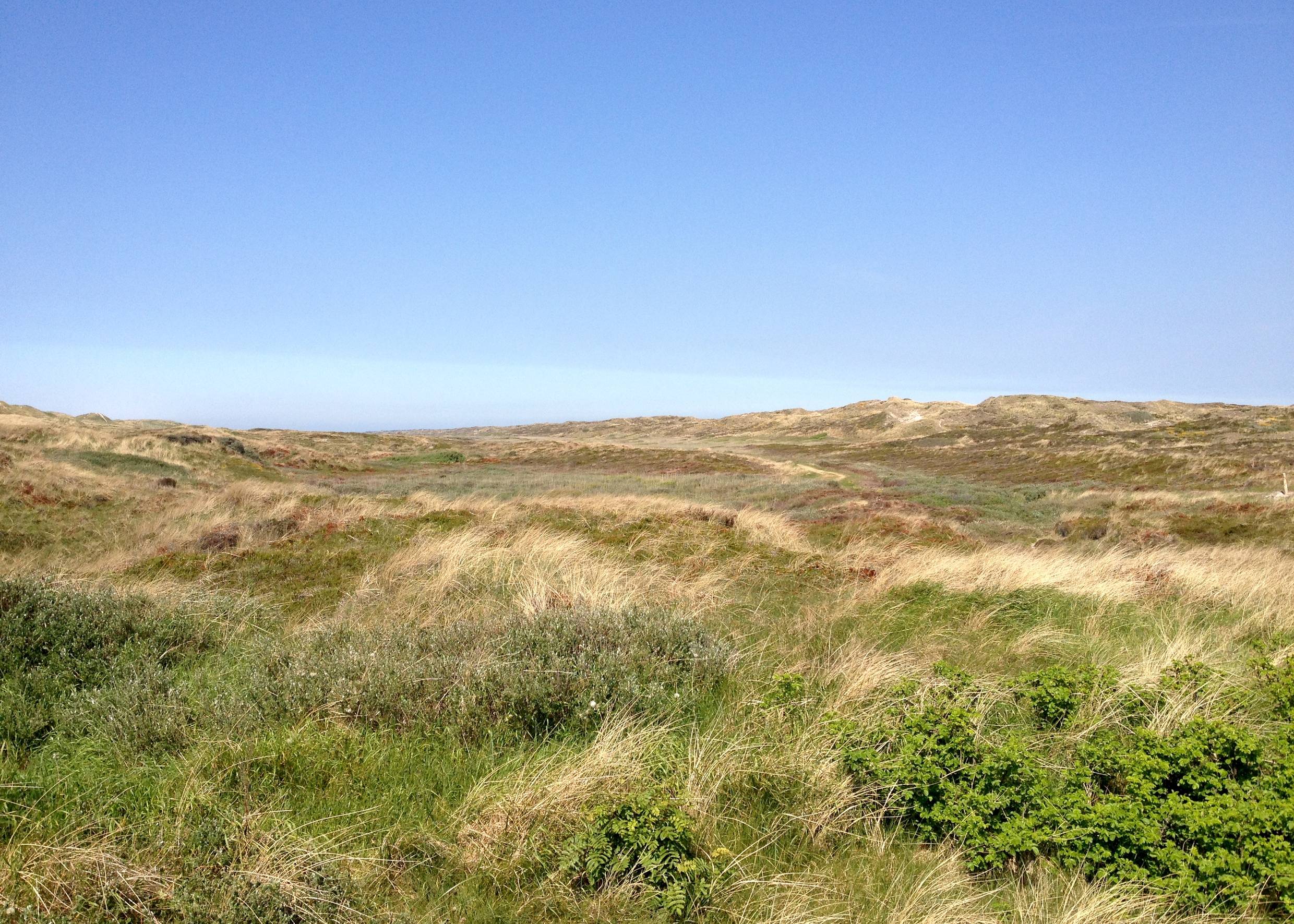 Grüne, unbebaute Dünenlandschaft