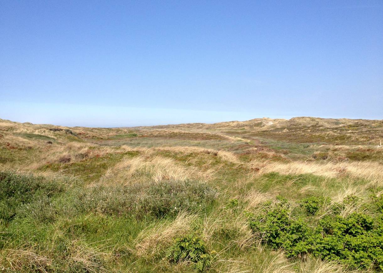Grüne, unbebaute Dünenlandschaft