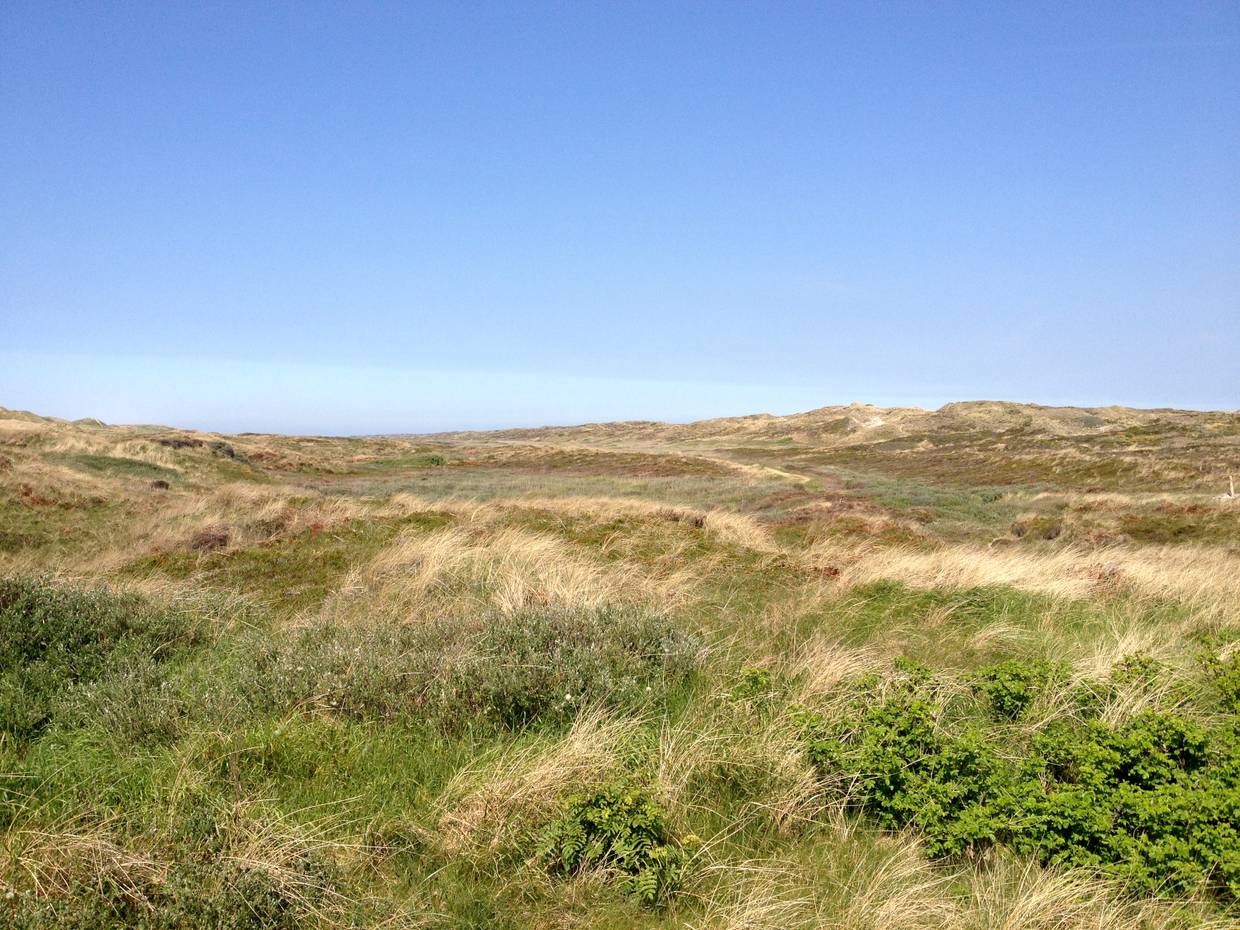 Grüne, unbebaute Dünenlandschaft
