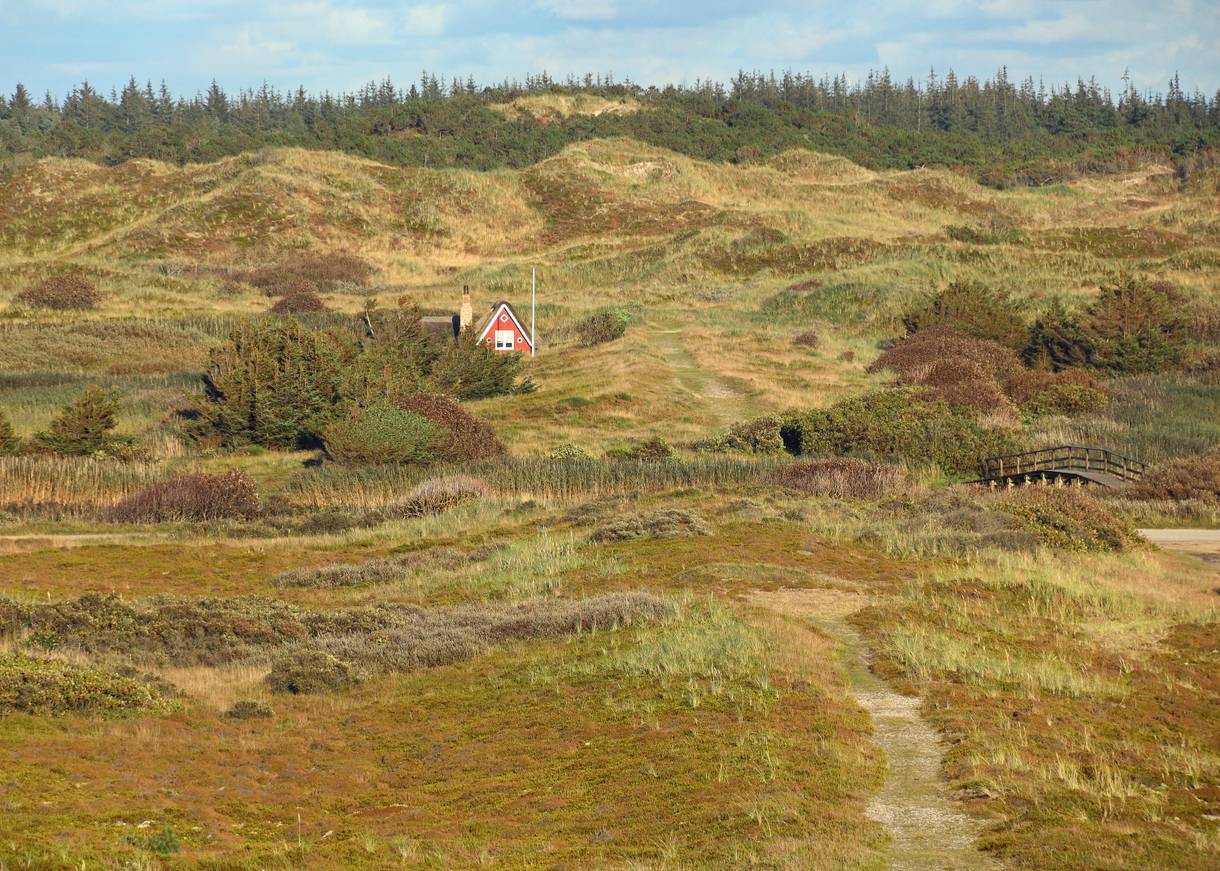 Grüne hügelige Dünenlandschaft mit einer roten Reetdachhütte