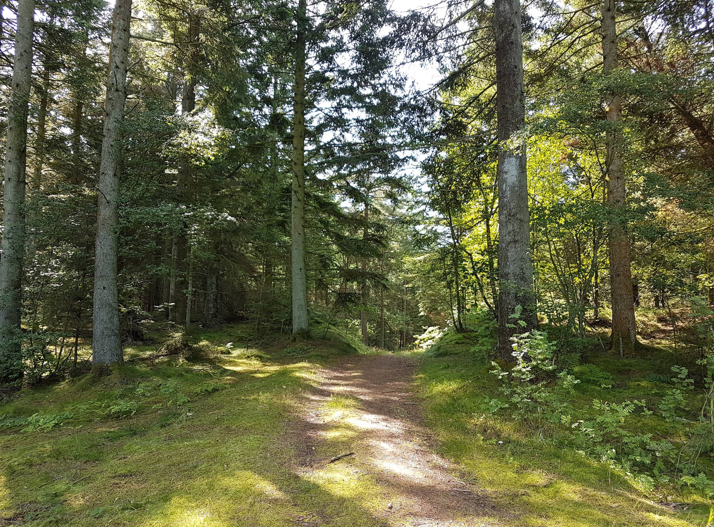 Wanderweg im Wald