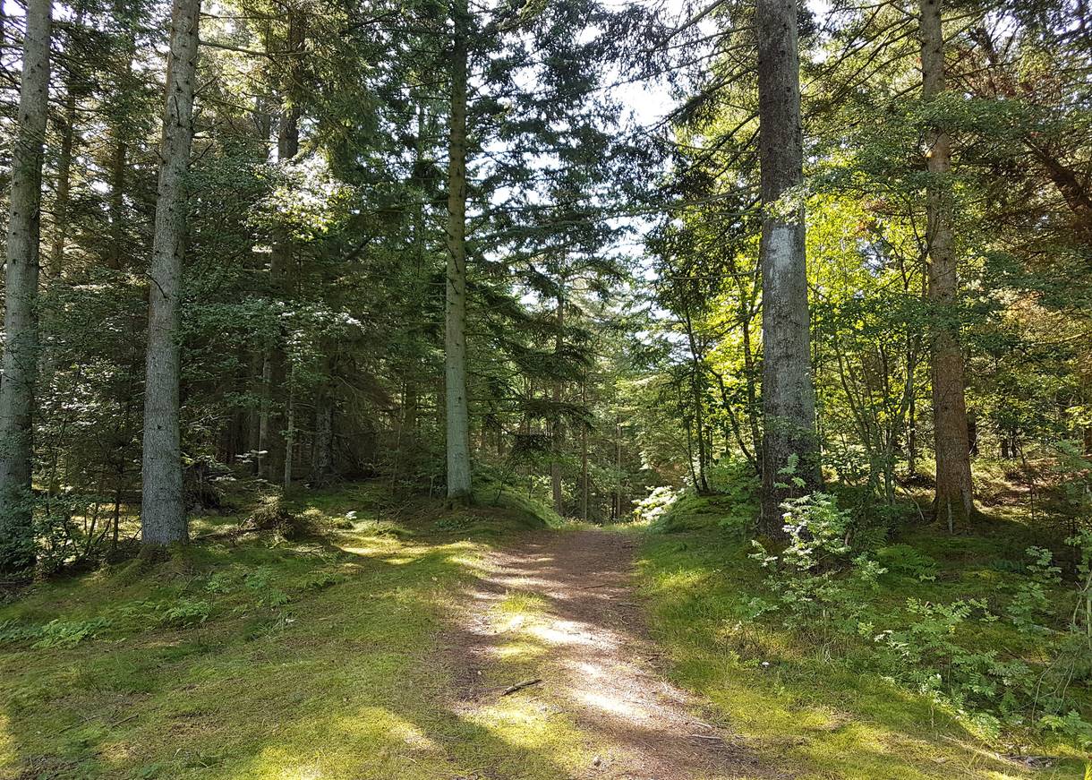 Wanderweg im Wald