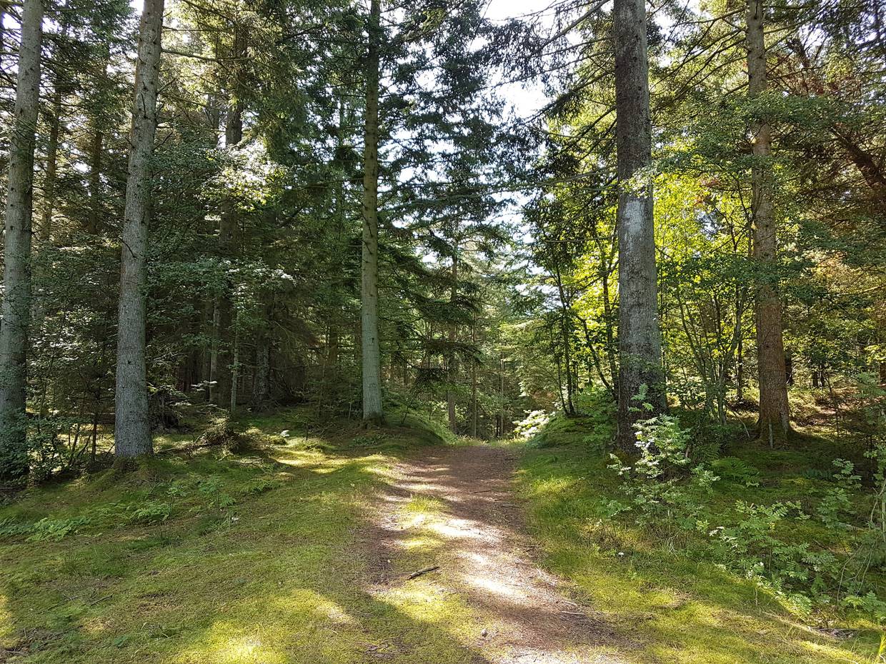 Wanderweg im Wald