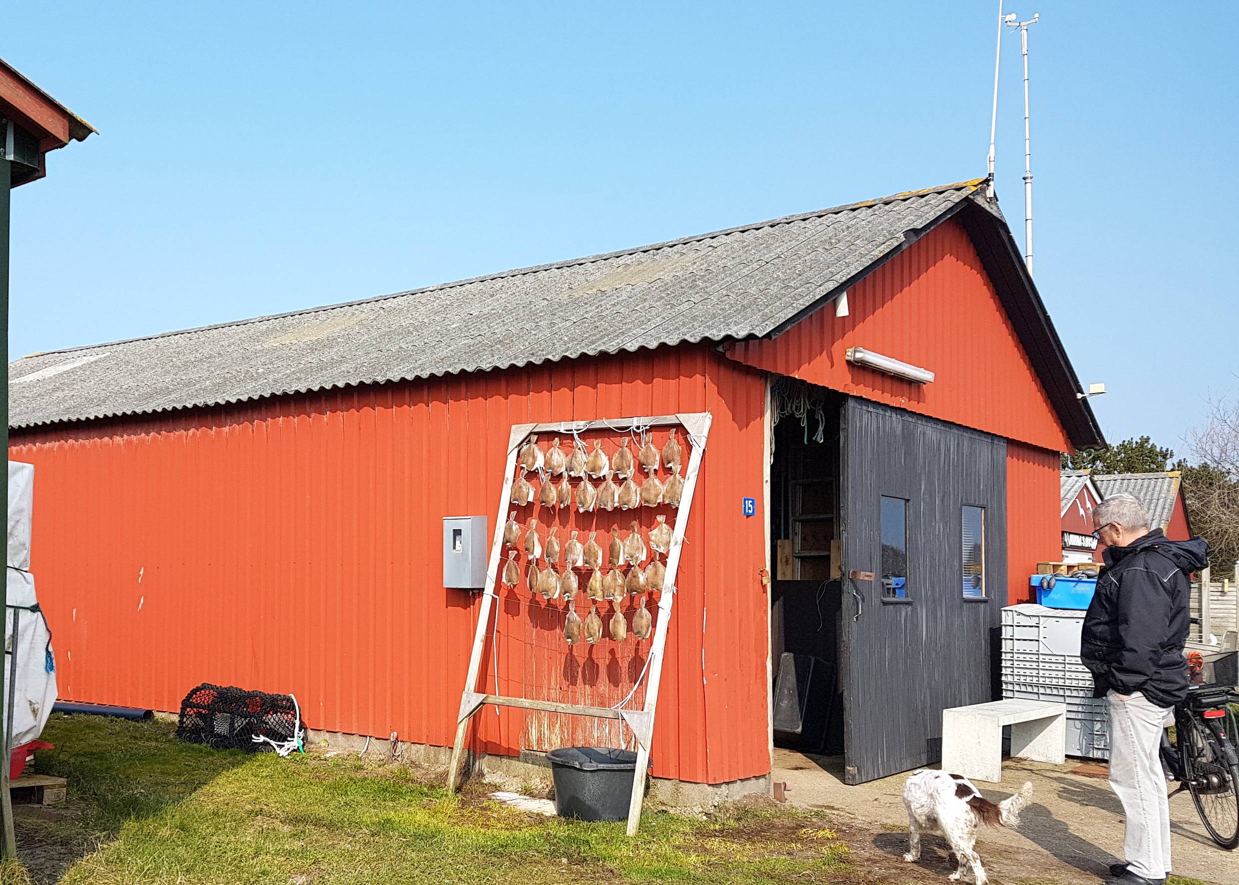 Trockenfisch an einem Gestell an einer Fischerhütte
