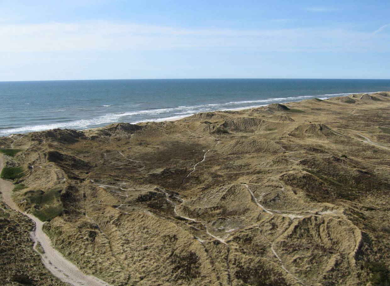 Blick über eine unbeaute Dünenlandschaft am Meer