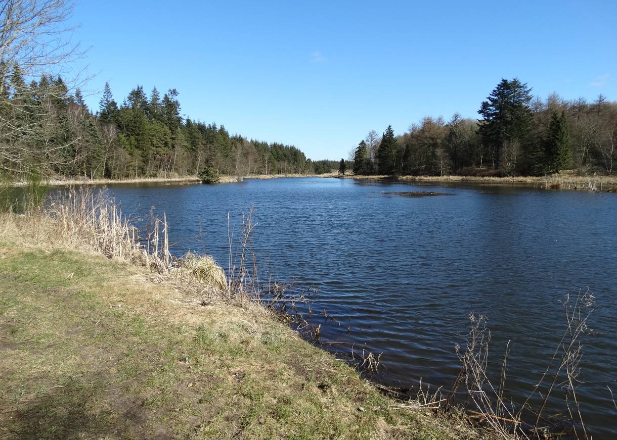 Ein Waldsee bei Sonnenschein