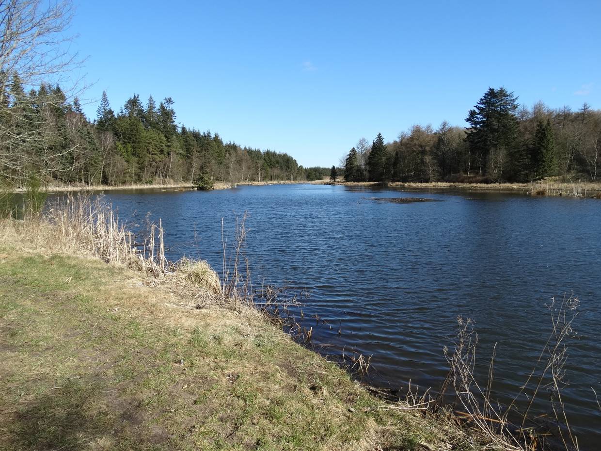 Ein Waldsee bei Sonnenschein