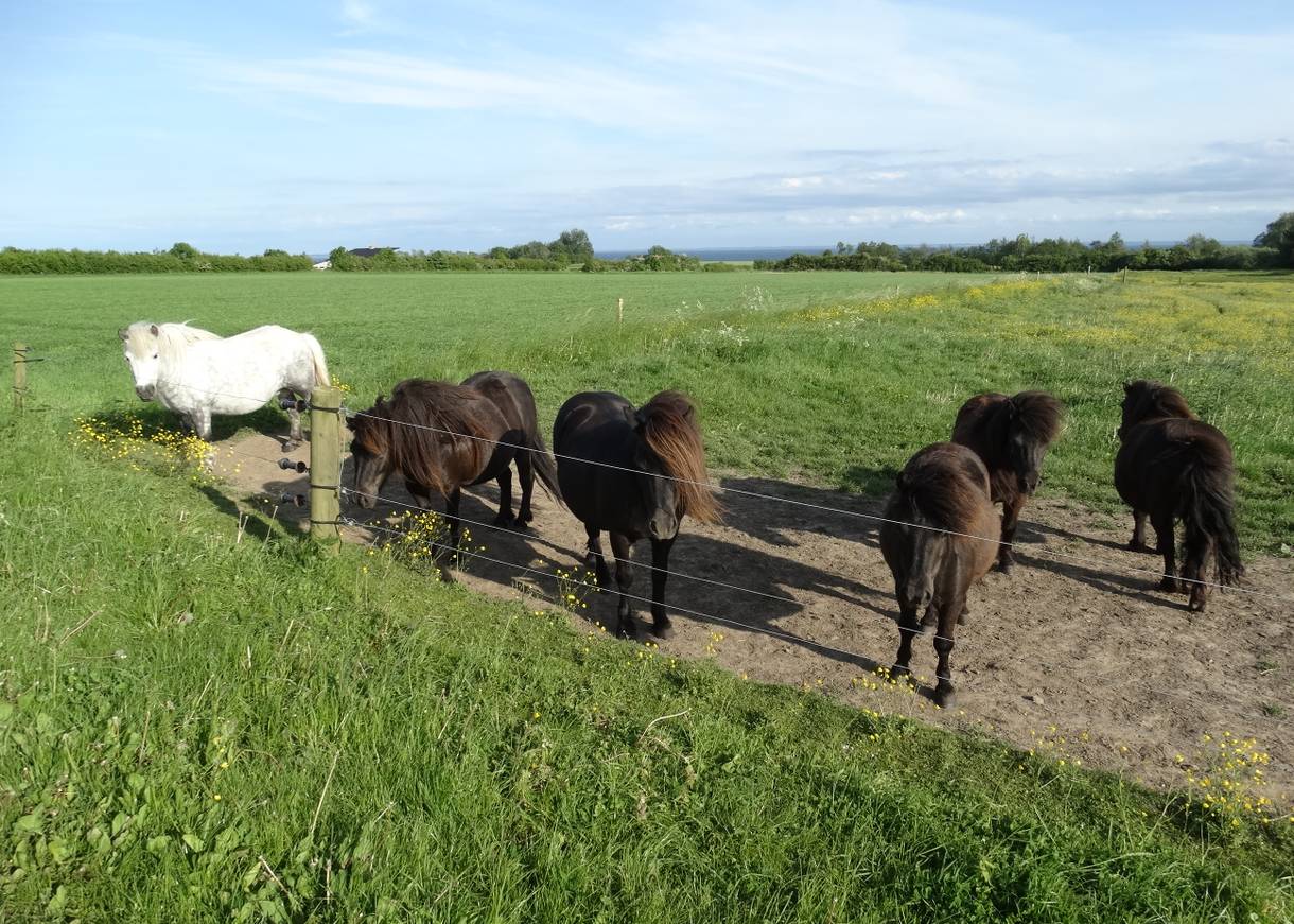 Ponys am Weidezaun