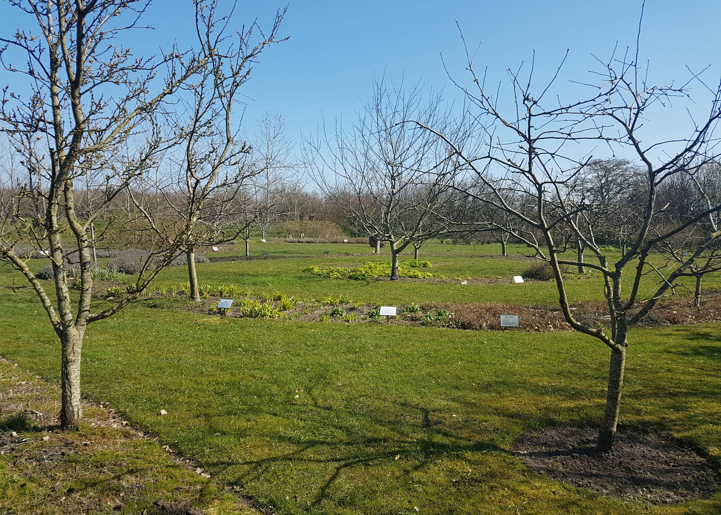 Obstbaume im Frühjahr, darunter Blumenbeete