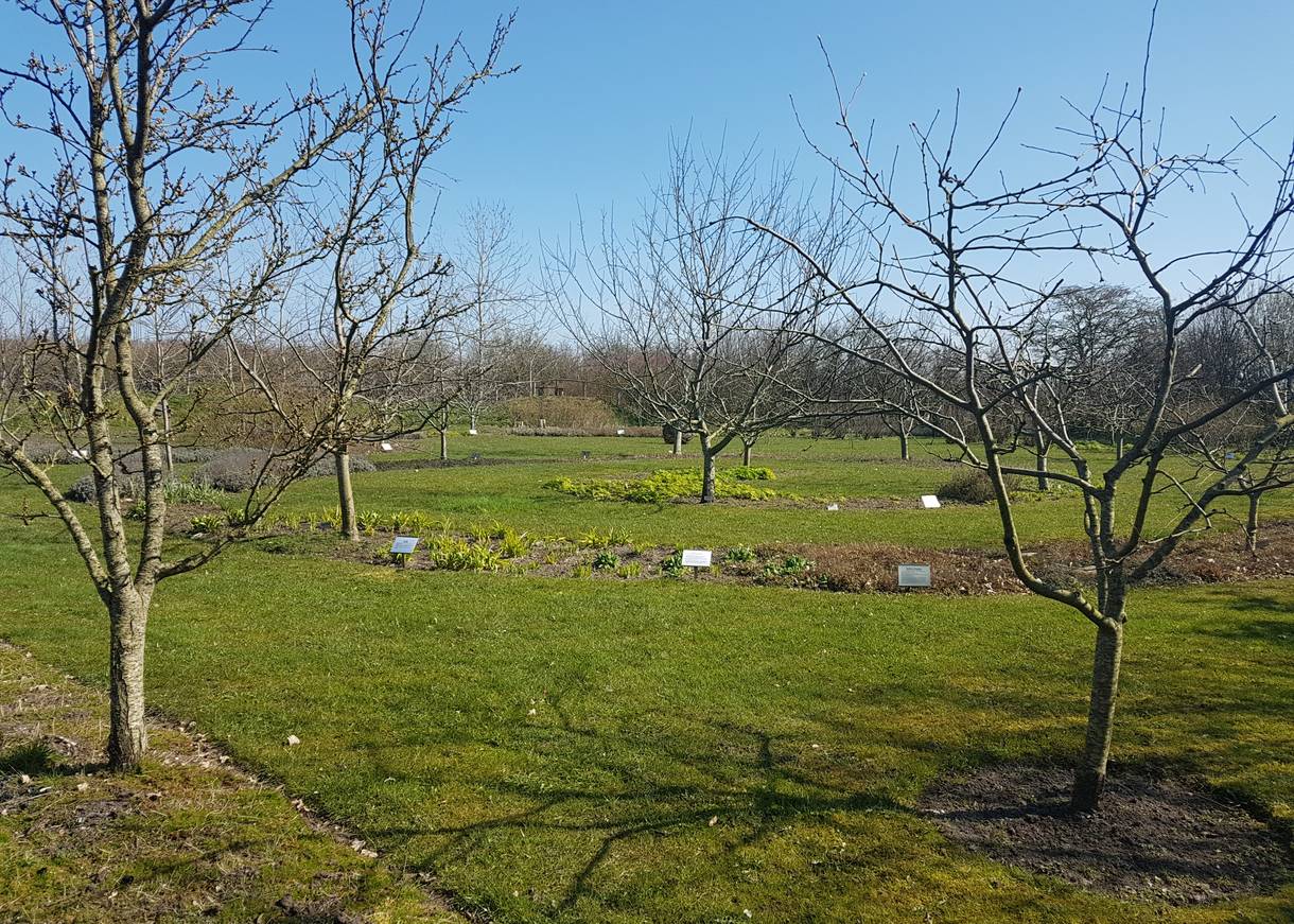 Obstbaume im Frühjahr, darunter Blumenbeete