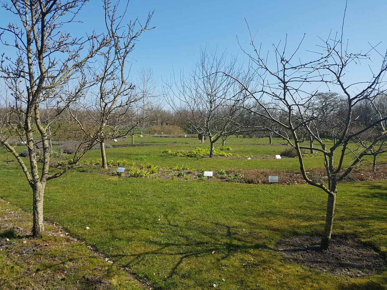 Obstbaume im Frühjahr, darunter Blumenbeete